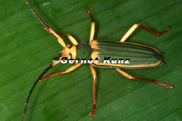Chlorida_cincta_2_2.jpg