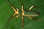 Chlorida cincta 2 2