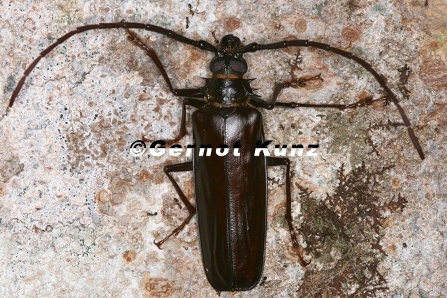 Derobrachus_longicornis_3.JPG