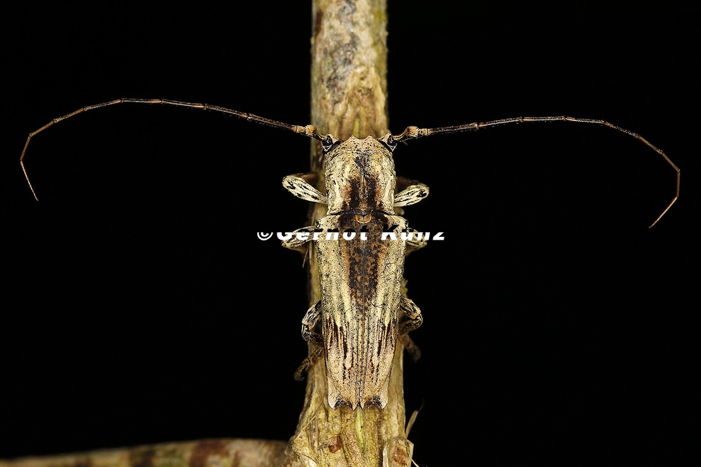 Ecthoea quadricornis 2 2
