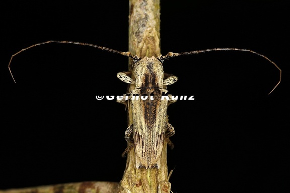 Ecthoea quadricornis 2 2