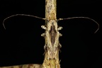Ecthoea quadricornis 2 2