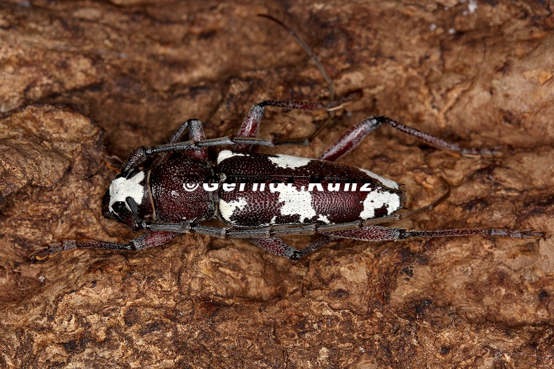 Enapholodes_coronatus_16_2.jpg