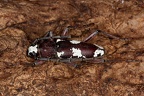 Enapholodes coronatus 16 2