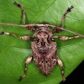 Lagocheirus araneiformis ypsilon 14 2
