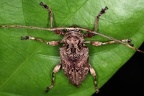 Lagocheirus araneiformis ypsilon 14 2