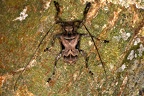 Lagocheirus araneiformis ypsilon 1 2