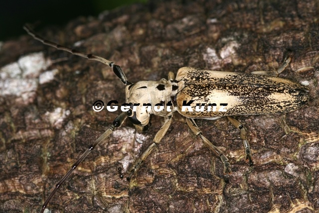 Laticranium mandibulare 1 1 - Laticranium_mandibulare_1_1.jpg Laticranium_mandibulare_1_1.jpg