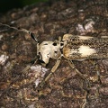 Laticranium mandibulare 1 1