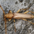 Malacopterus tenellus 6 2