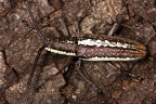 Neoptychodes trilineatus 13 2