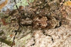 Psapharochrus bivittus 1 2