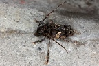 Psapharochrus circumflexus 4 2