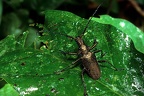 Scatopyrodes angustus 1 2