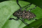 Steirastoa histrionica 1