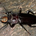 Stenodontes molarius 4 2