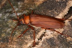 Strongylaspis corticarius 1