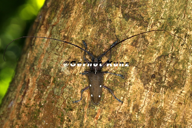 Taeniotes luciani 6 2 - Taeniotes_luciani_6_2.jpg Taeniotes_luciani_6_2.jpg
