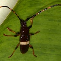 Trachyderes succinctus 1 2