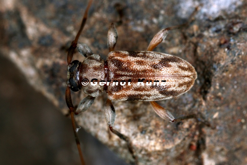 Urgleptes_tumidicollis_8_2.jpg