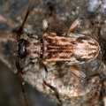 Urgleptes tumidicollis 8 2