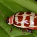 Alagoasa 5 2