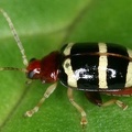 Disonycha pallidicornis 26 2