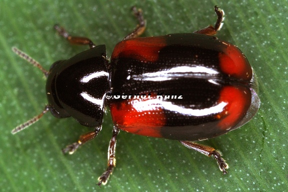 Babia quadriguttata cf  1 2