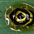 Ischnocodia annulus 2