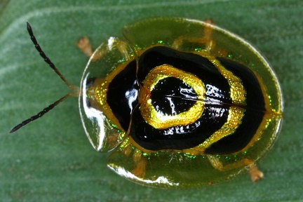 Ischnocodia annulus 2