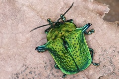 Omocera casta 1 2
