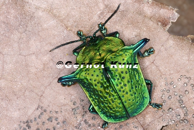 Omocera_casta_1_2.jpg