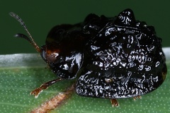 Parorectis rugosa2