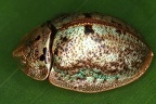 Physonota aluracea 8 2