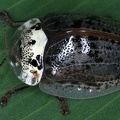 Physonota alutacea