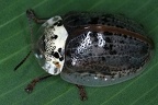 Physonota alutacea