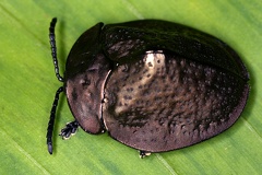 Polychalma multicava 7 2