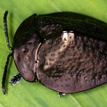 Polychalma multicava 7 2