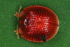 Spathiella circumdata 2 2