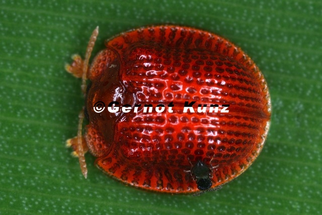 Spathiella_circumdata_2_2.jpg