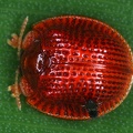 Spathiella circumdata 2 2