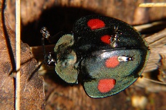 Stolas lebasii 1