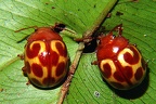 Chrysomelidae indet  4 2