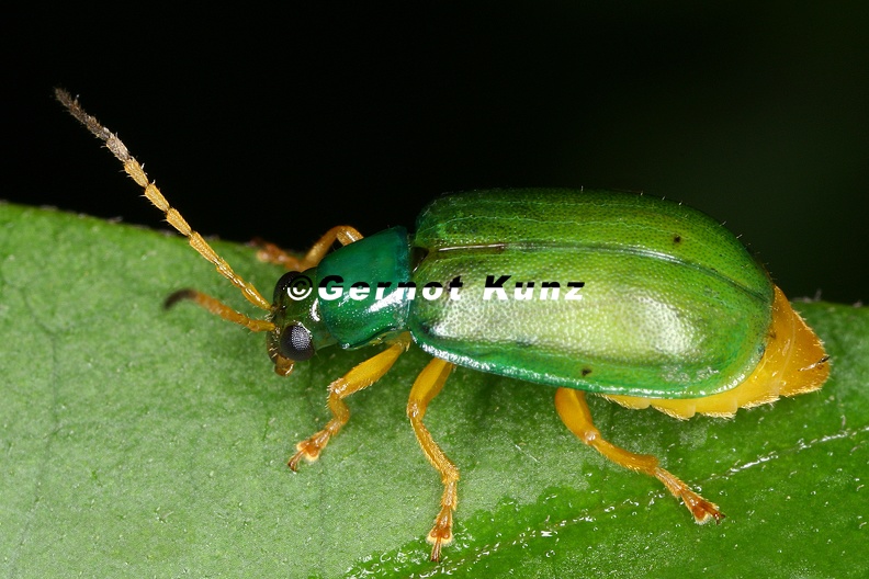 Diabrotica_dissimilis_7_2.jpg