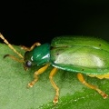 Diabrotica dissimilis 7 2