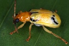 Diabrotica sinuata 31 2