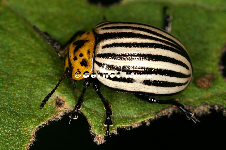 Leptinotarsa_cf__decimlineata_1_2.jpg