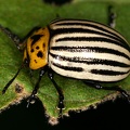 Leptinotarsa cf  decimlineata 1 2