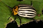 Leptinotarsa cf  decimlineata 1 2