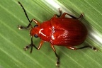 Metaxonycha 5 2